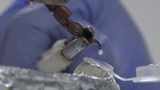 scorpion-poison scorpion-poison