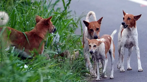 dog