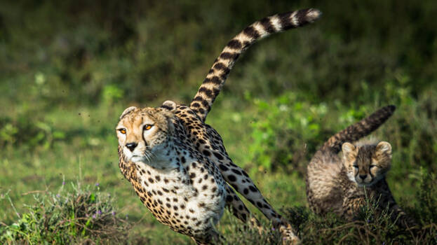 cheetah- cheetah-