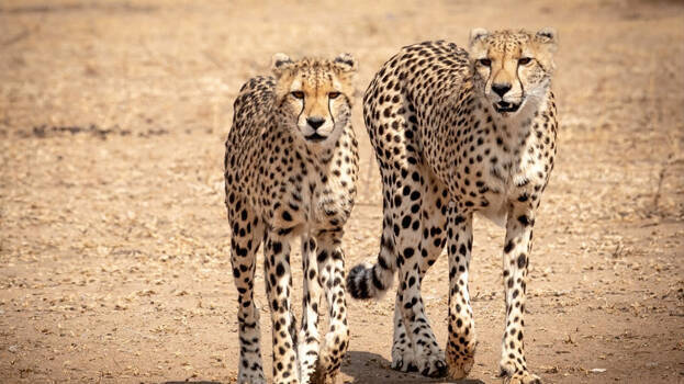 cheetah- cheetah-