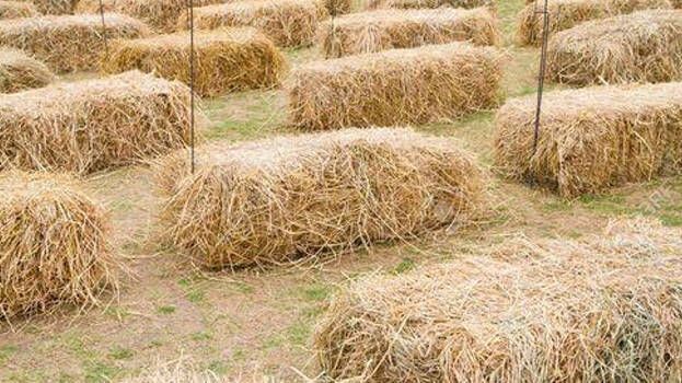 paddy-straw paddy-straw