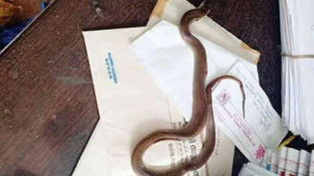 snake