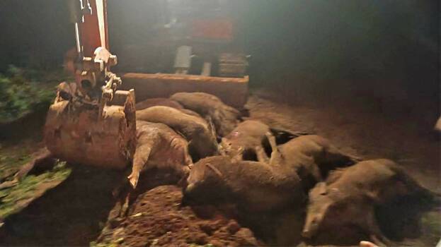 wild-boars- wild-boars-