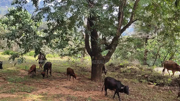 sabarimala-