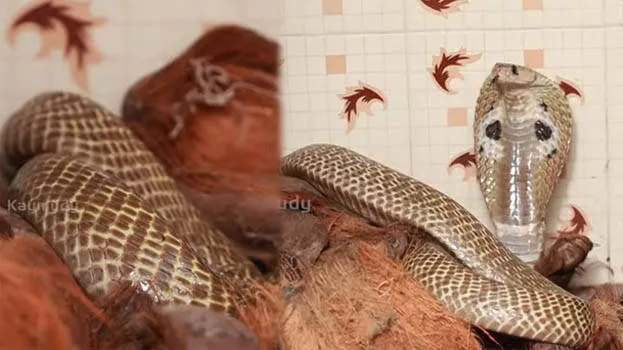 snake