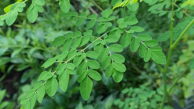 moringa-leaves