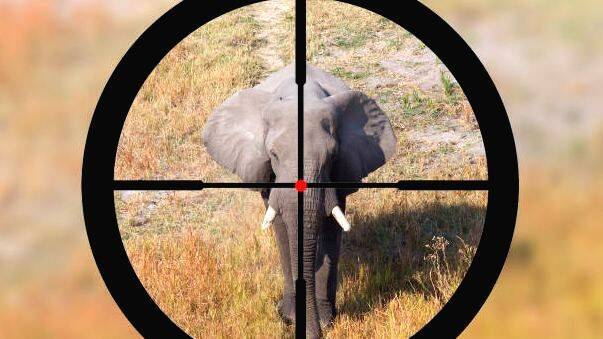 elephant-shoot