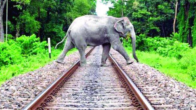 elephant-train-accident