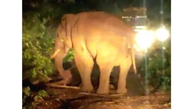 elephant