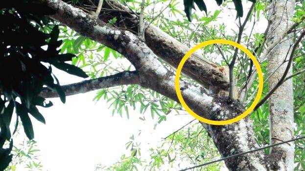 marathinte-shikharam marathinte-shikharam