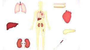 organ-transplantation