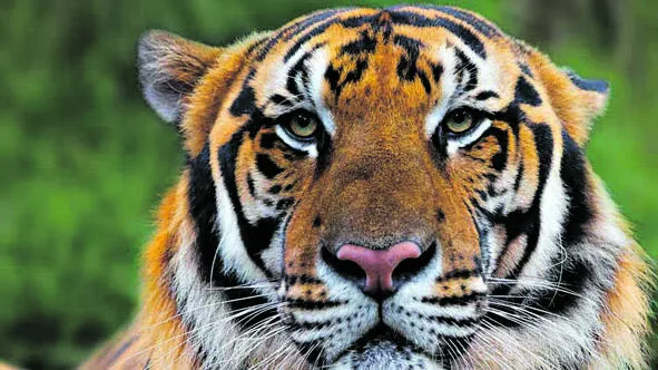tiger