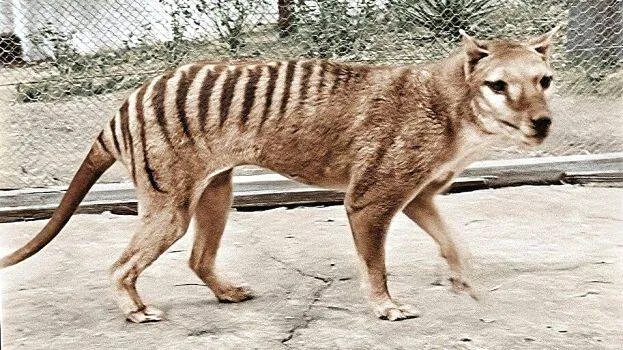 tasmanian-tiger