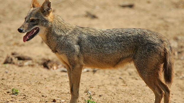 golden-jackal golden-jackal