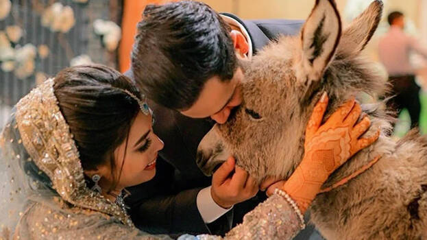 donkey-gift donkey-gift