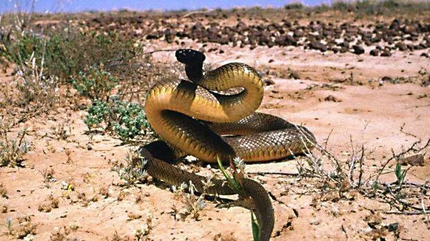 inland-taipan