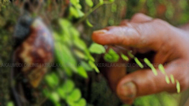 snail-threat snail-threat