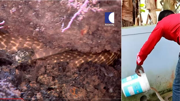 snake-master snake-master