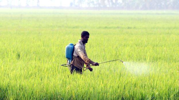 nellu-marunu nellu-marunu