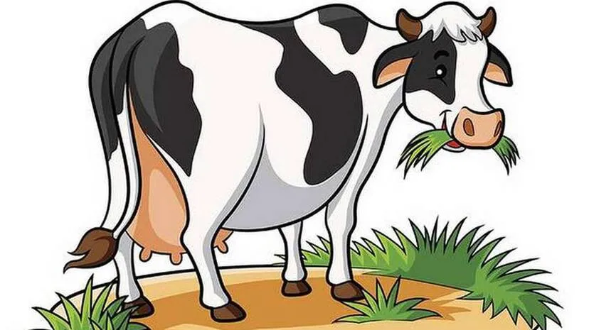 cow