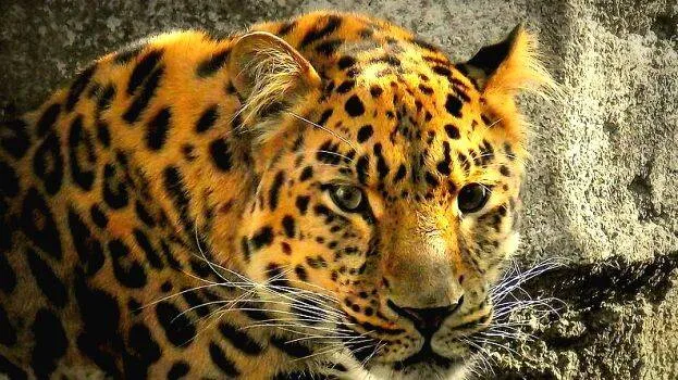 lepard