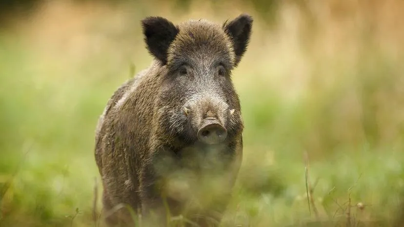 boar