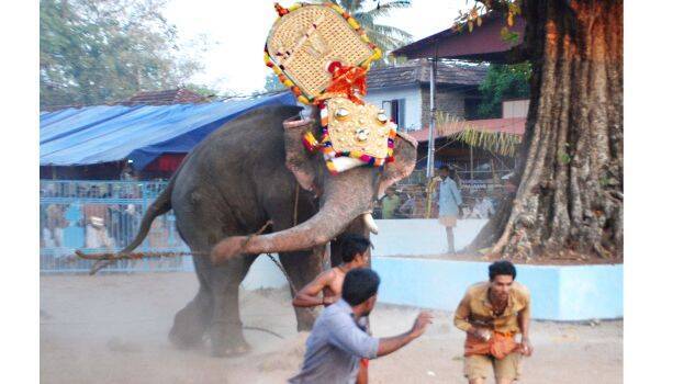 elephant-