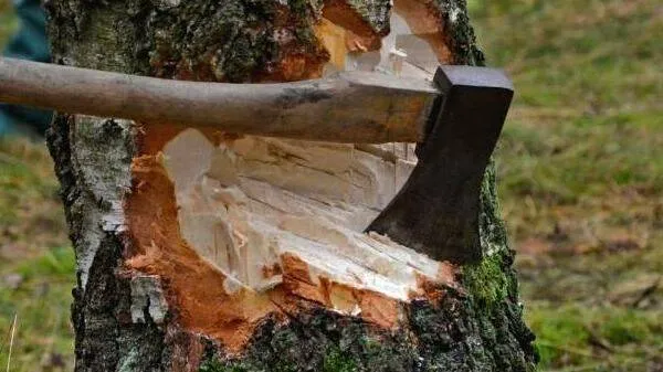 tree
