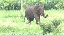 elephant