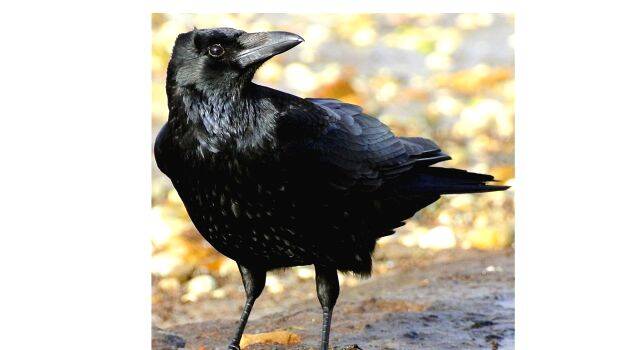 crow