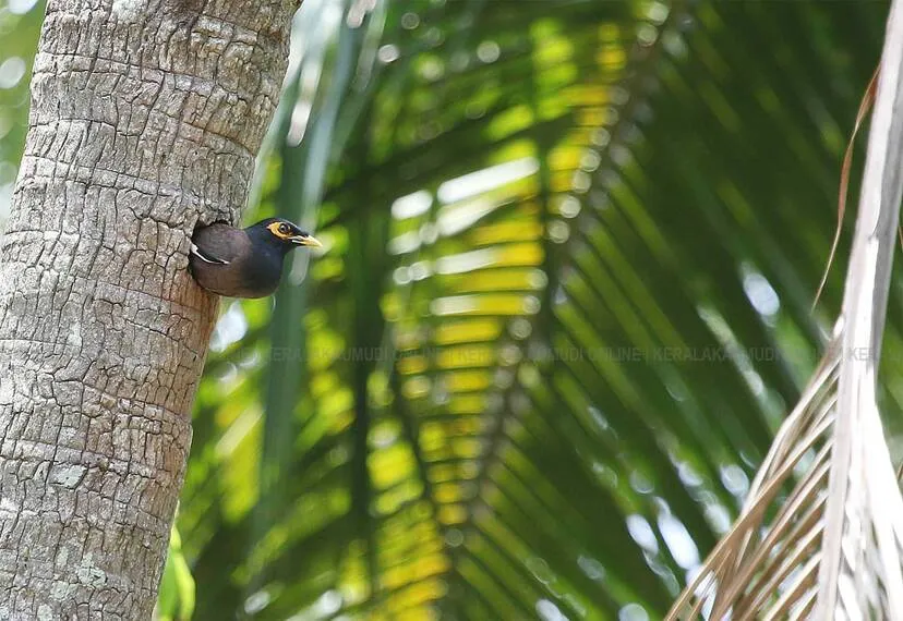 Kerala Kaumudi Photo Gallery