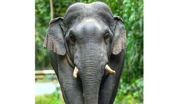 animal
