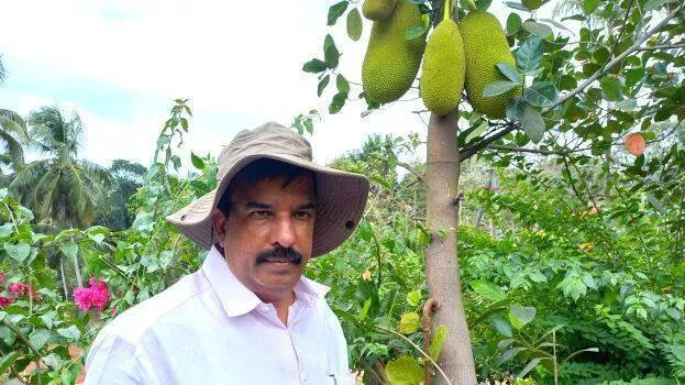 jackfruit