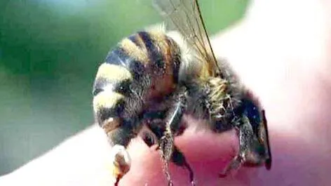 bee