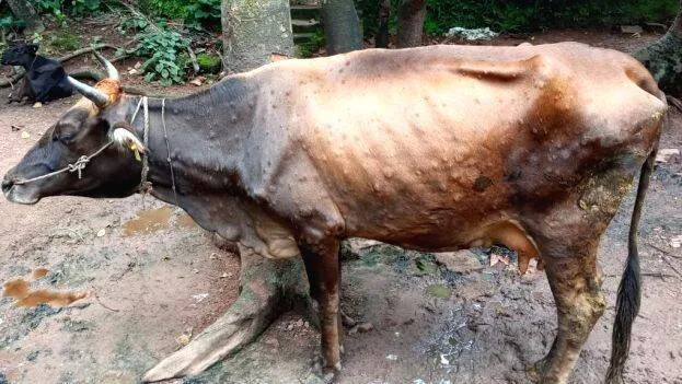 cow