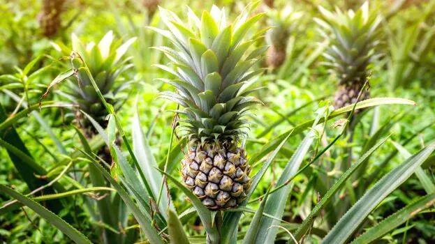pineapple