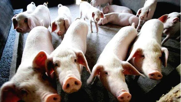 pig