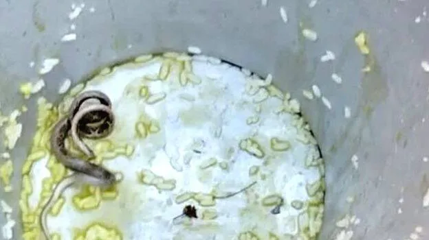 snake