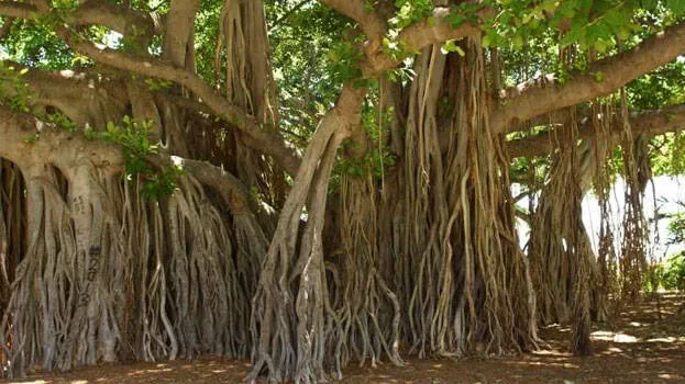 banyan-tree