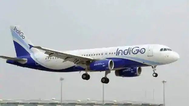 indigo