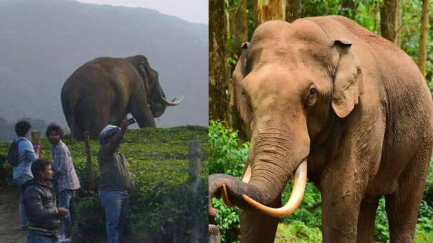 padayappa-wild-elephant