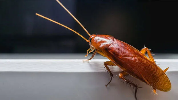 cockroach