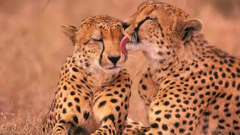 cheetah