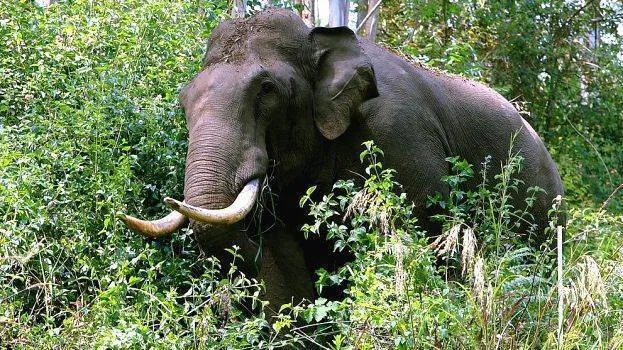 elephant