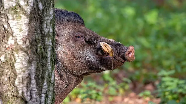wild-boar