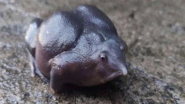 frog