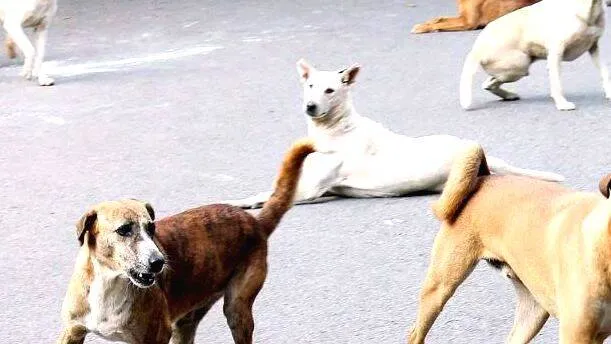 dogs