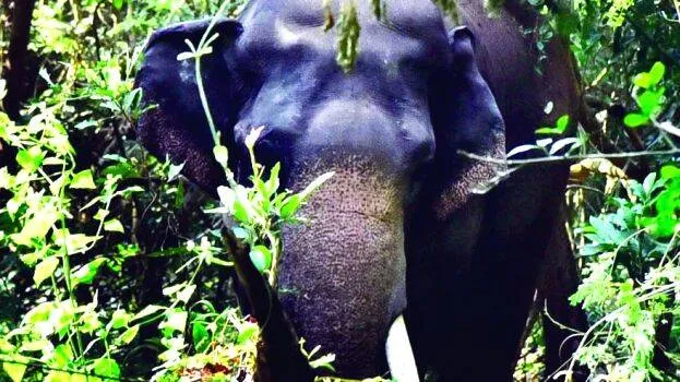 barath