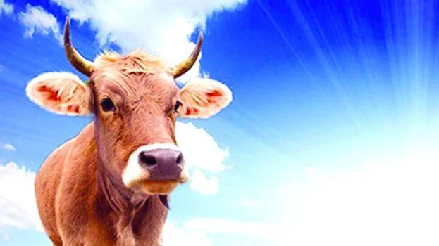 cow