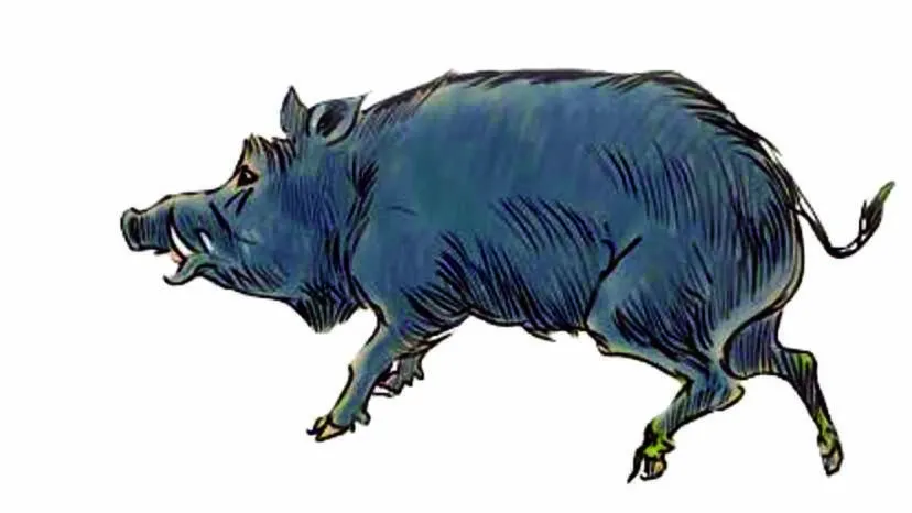 pig